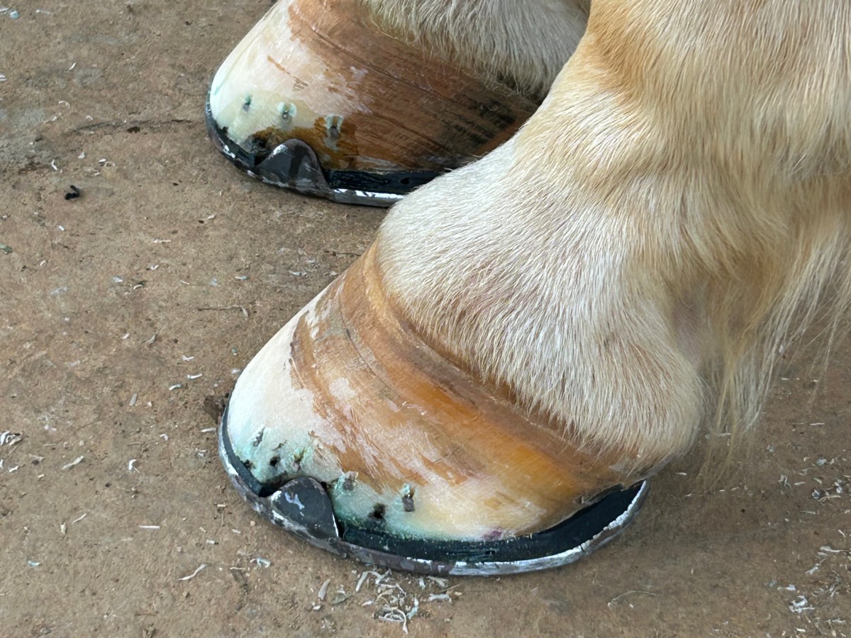 Navicular Syndrome