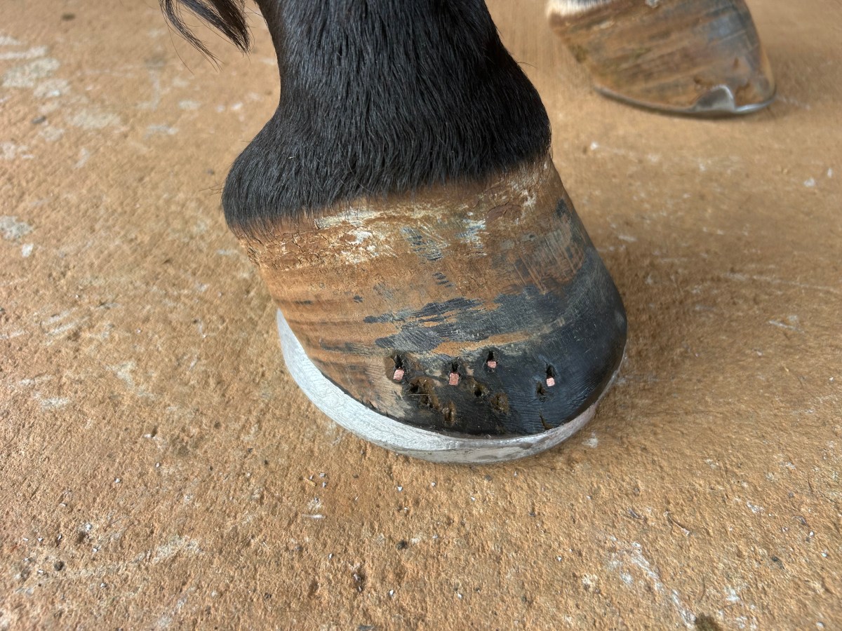 Collateral Ligament Tears