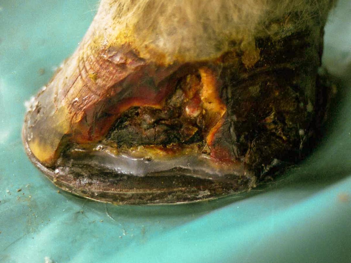 Coffin Bone Chip, Post Surgery Layup &&nbsp;Recovery